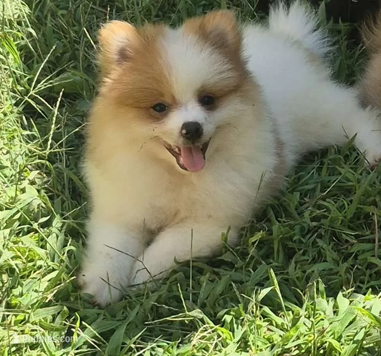 Max  – Pomeranian puppy for sale in Telford, PA
