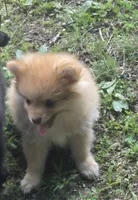 Buster , a male Pomeranian for sale in Telford, PA – 3 of 7