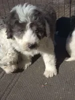 Zeus , a male Miniature Bernedoodle for sale in Telford, PA – Photo 7 of 7