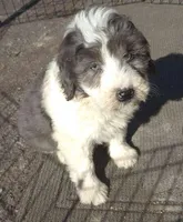 Zeus , a male Miniature Bernedoodle for sale in Telford, PA – Photo 2 of 7