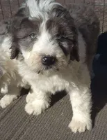 Zeus , a male Miniature Bernedoodle for sale in Telford, PA – Photo 1 of 7