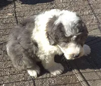 Zeus , a male Miniature Bernedoodle for sale in Telford, PA – Photo 6 of 7