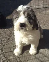 Zeus , a male Miniature Bernedoodle for sale in Telford, PA – Photo 5 of 7