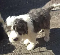 Zeus , a male Miniature Bernedoodle for sale in Telford, PA – Photo 3 of 7