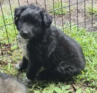 Buster , a male Shetland Sheepdog and Australian Shepherd for sale in Telford, PA – 3 of 3