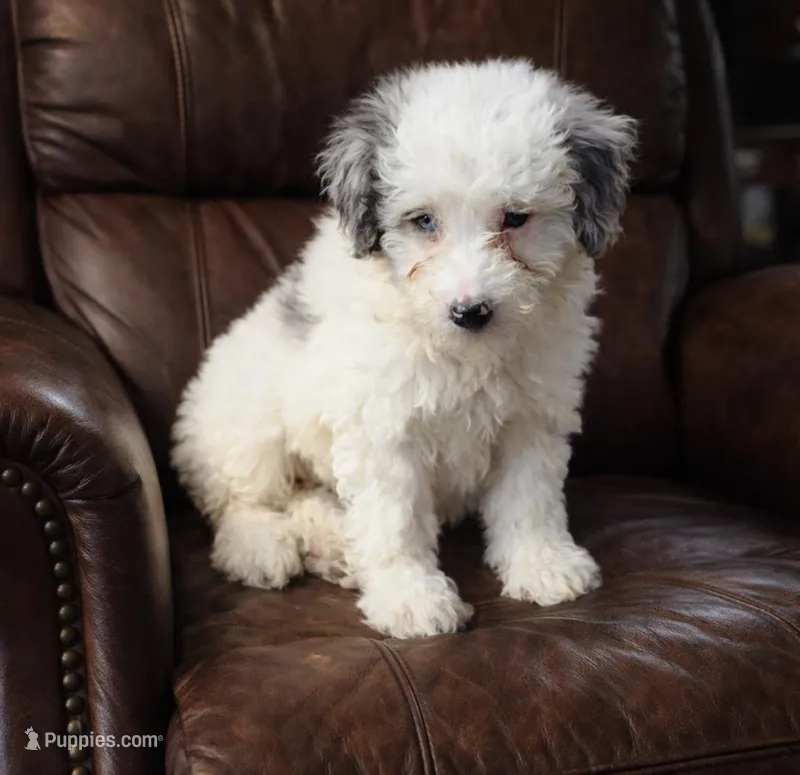 Sarah , a female Miniature Bernedoodle for sale in Telford, PA – Photo 1 of 1