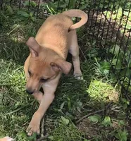 Bruce , a male Chihuahua for sale in Telford, PA – 2 of 3
