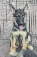 Blitz , a male German Shepherd Dog and Siberian Husky for sale in Telford, PA – 2 of 4