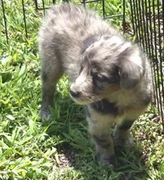 Bella , a female Miniature Aussiedoodle for sale in Telford, PA – 4 of 7