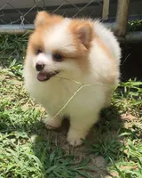Snowball , a male Pomeranian for sale in Telford, PA – 5 of 6