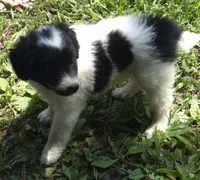 Rosie , a female Miniature Aussiedoodle for sale in Telford, PA – 6 of 7