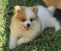 Snowball , a male Pomeranian for sale in Telford, PA – 1 of 6
