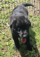 Marley , a female Bernese Mountain Dog and Golden Retriever for sale in Telford, PA – 5 of 5