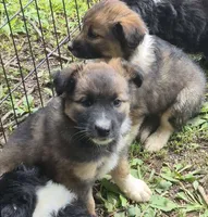 Izzy , a female Shetland Sheepdog and Australian Shepherd for sale in Telford, PA – 3 of 4