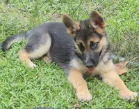 Dixie , a female German Shepherd Dog and Siberian Husky for sale in Telford, PA – 2 of 6
