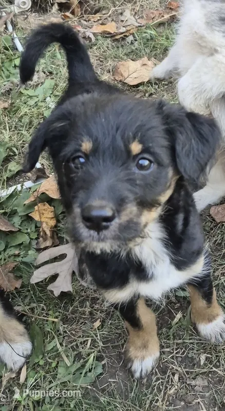 Belly  – Miniature Bernedoodle puppy for sale in Telford, PA
