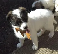 Tucker , a female Poodle - Toy  for sale in Telford, PA – Photo 1 of 3