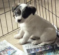 Tucker , a female Poodle - Toy  for sale in Telford, PA – Photo 3 of 3