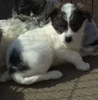 Tucker , a female Poodle - Toy  for sale in Telford, PA – Photo 2 of 3