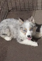 Velvet , a female Miniature Australian Shepherd for sale in Telford, PA – Photo 3 of 3