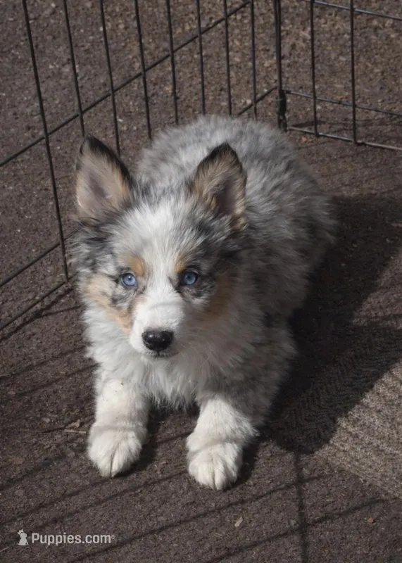 Velvet  – Miniature Australian Shepherd puppy for sale in Telford, PA