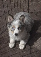 Velvet , a female Miniature Australian Shepherd for sale in Telford, PA – Photo 1 of 3