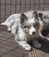 Velvet , a female Miniature Australian Shepherd for sale in Telford, PA – Photo 2 of 3