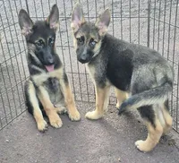 Blitz , a male German Shepherd Dog and Siberian Husky for sale in Telford, PA – 3 of 4