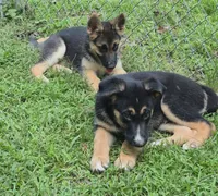 Ben , a male German Shepherd Dog and Siberian Husky for sale in Telford, PA – 6 of 7