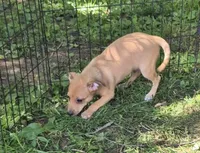 Bruce , a male Chihuahua for sale in Telford, PA – 3 of 3