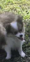 Max , a male Pomeranian for sale in Telford, PA – 4 of 5