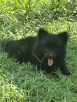 Oshi , a male Pomeranian for sale in Telford, PA – 3 of 4