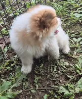 Roco , a female Pomeranian for sale in Telford, PA – 6 of 9