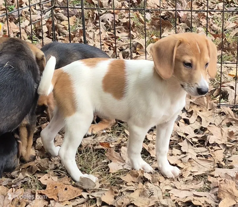 Bruce  – Beagle, Dachshund puppy for sale in Telford, PA