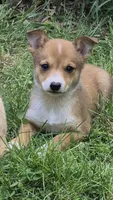 Chloe , a female Chihuahua for sale in Telford, PA – 1 of 3