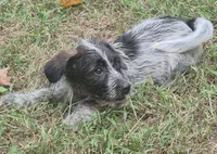 Oreo , a male Miniature Aussiedoodle for sale in Telford, PA – 3 of 6