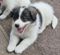 Bailey , a female Pomsky for sale in Telford, PA – 2 of 4