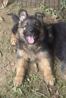 Loui , a male German Shepherd Dog for sale in Telford, PA – 5 of 5