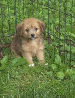 Bella , a female Pembroke Welsh Corgi and Poodle - Toy  for sale in Telford, PA – 2 of 2