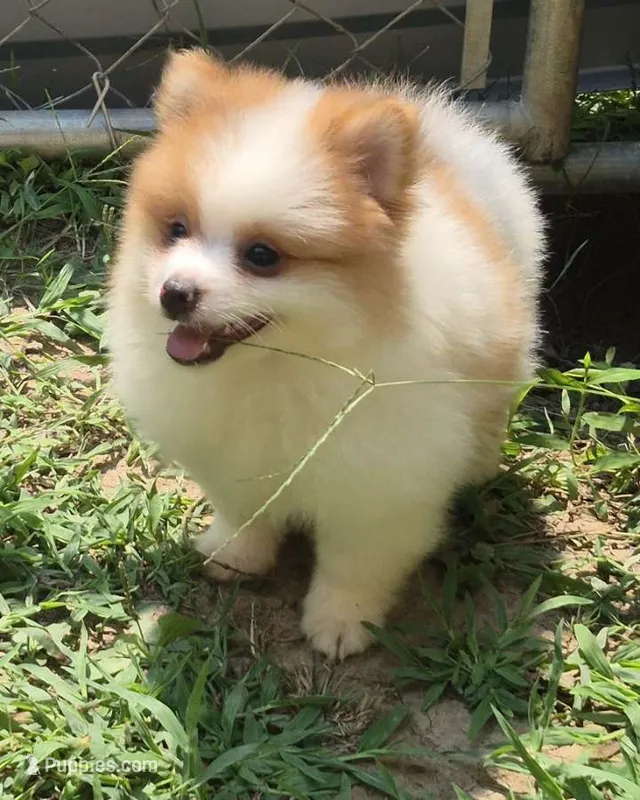 Max  – Pomeranian puppy for sale in Telford, PA