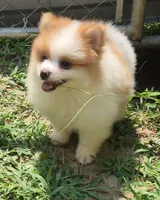 Max , a male Pomeranian for sale in Telford, PA – 1 of 5
