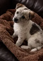 Princess , a female Australian Cattle Dog and Miniature Australian Shepherd for sale in Telford, PA – Photo 2 of 2