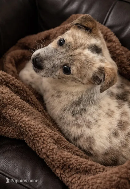 Princess  – Australian Cattle Dog, Miniature Australian Shepherd puppy for sale in Telford, PA