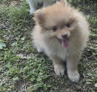 Buster , a male Pomeranian for sale in Telford, PA – 2 of 4