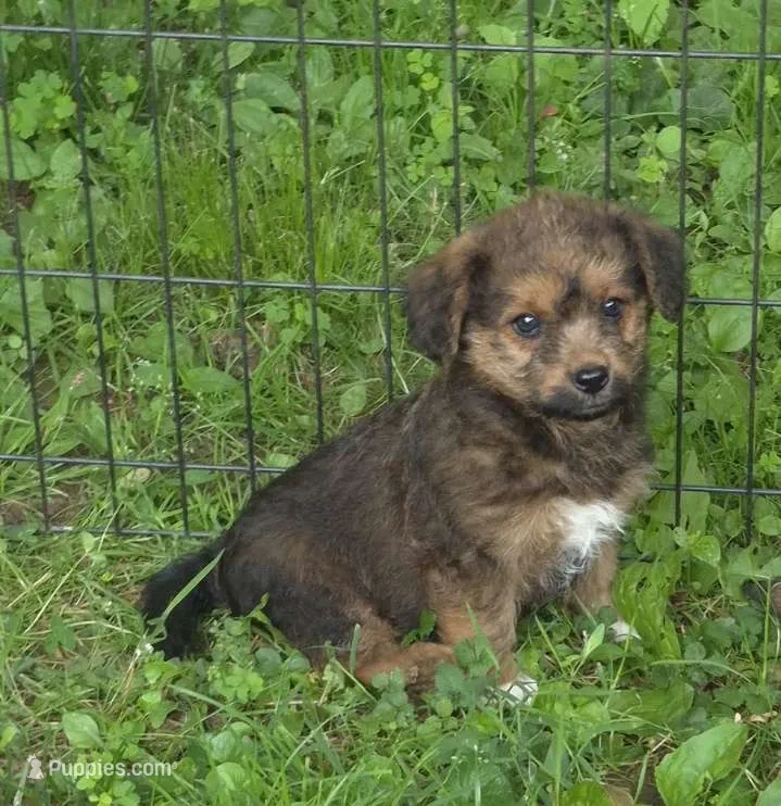 Angie  – Pembroke Welsh Corgi, Poodle - Toy  puppy for sale in Telford, PA