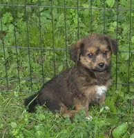 Angie , a female Pembroke Welsh Corgi and Poodle - Toy  for sale in Telford, PA – 1 of 5