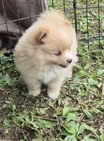 Molly , a female Pomeranian for sale in Telford, PA – 2 of 5