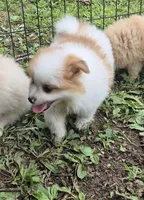 Roco , a female Pomeranian for sale in Telford, PA – 7 of 9