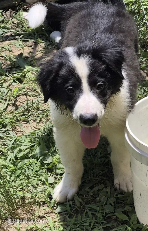 Lilly  – Australian Shepherd puppy for sale in Telford, PA