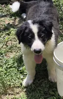 Lilly , a female Australian Shepherd for sale in Telford, PA – 1 of 4